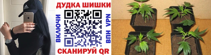 Бошки марихуана MAZAR  Мамоново 